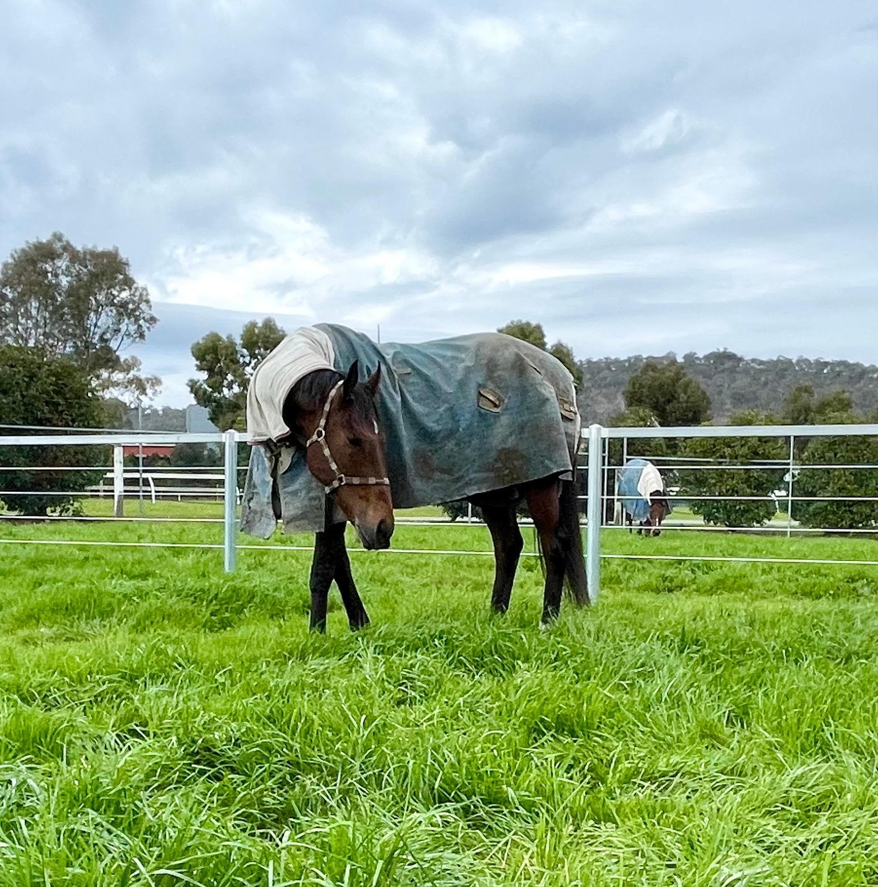 Picture of the author