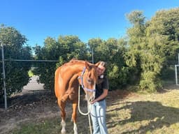 Steve’s Way primed for Albury Mile